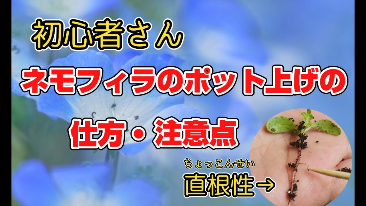 初心者さん、種から育てたネモフィラのポット上げの仕方