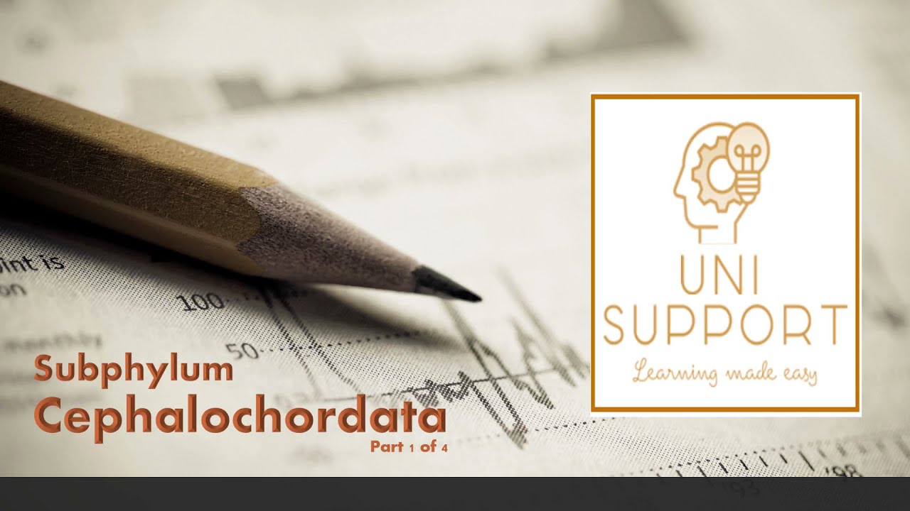 Cephalochordata - Part 1 - General Structure of Amphioxus