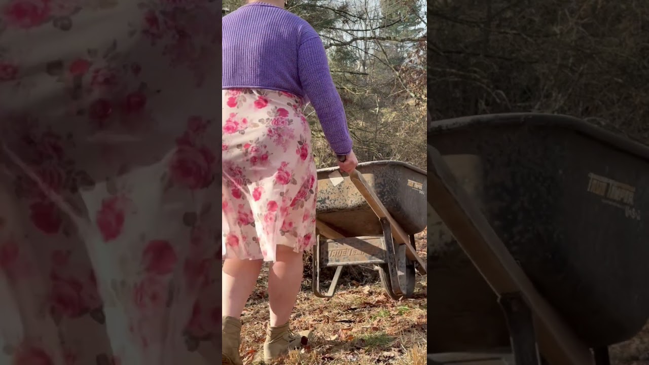Replanting a magnolia tree