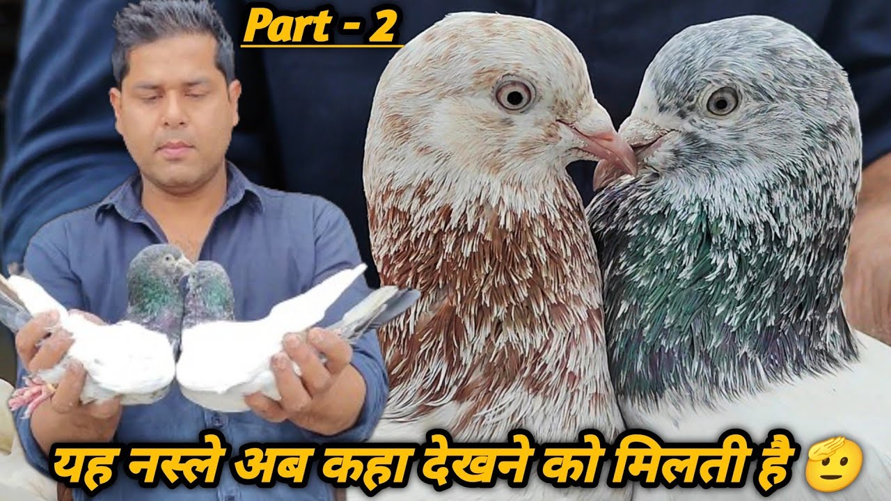 Shavez Bhai Ka 15 Saal Puraana Rampuri Joda | Part - 2 | Lucknow kings pigeon