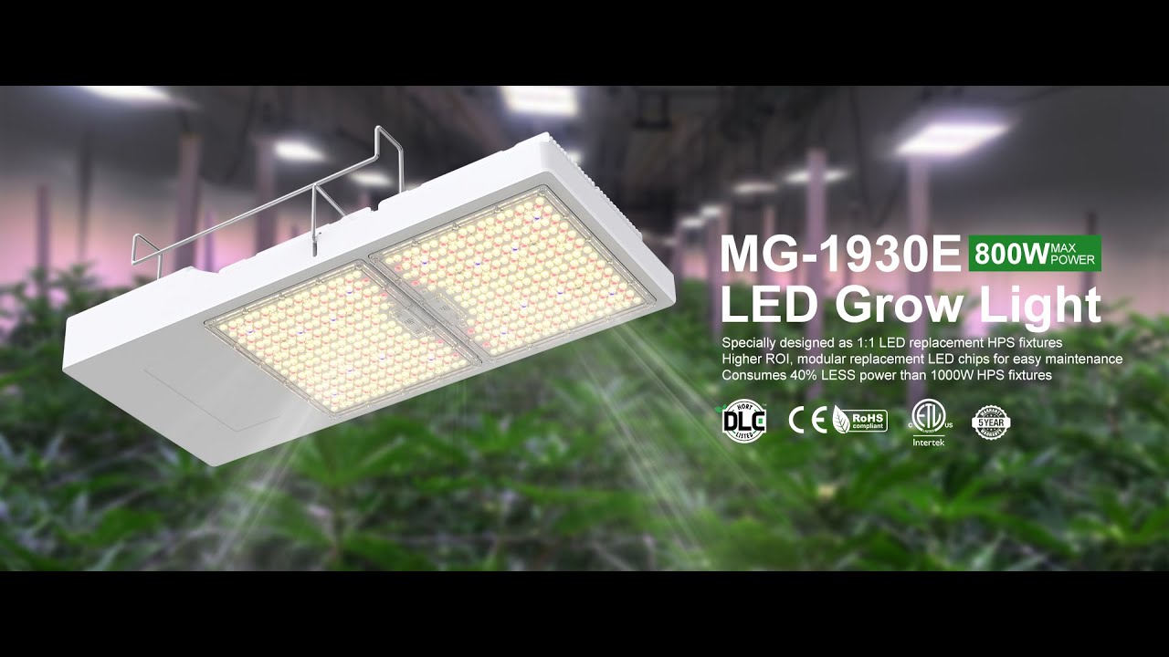 Liteongrow MG-1930 series LED grow light as 1:1 HPS replacement