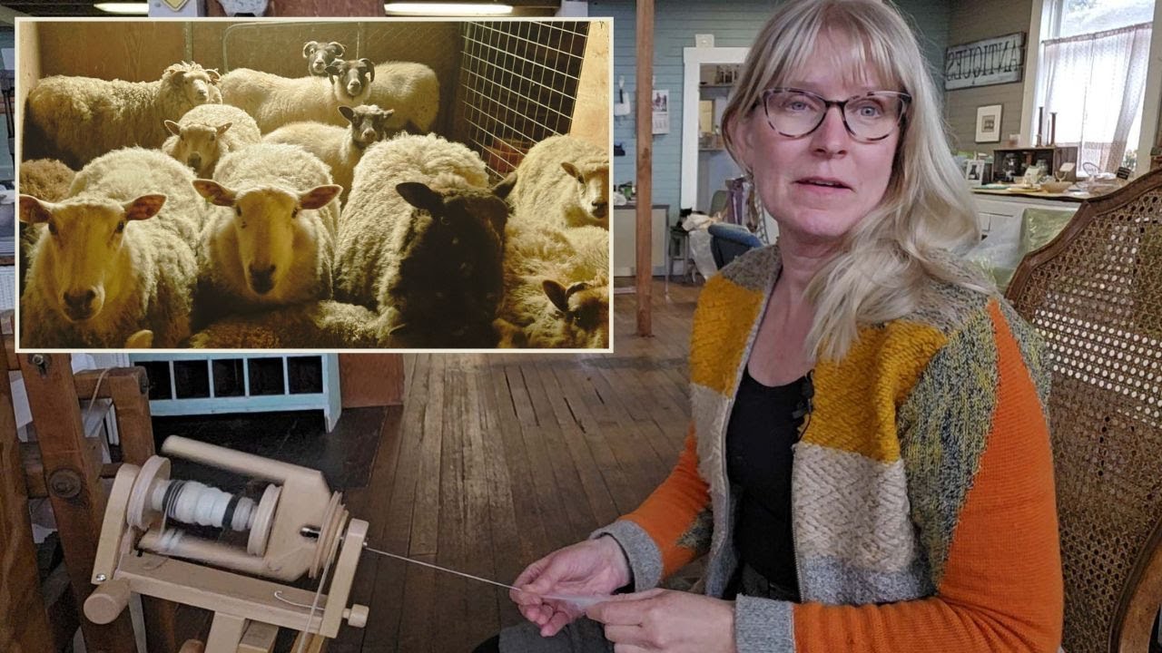 Sheep to yarn. Shearing day, skirting fleece, washing and carding wool and handspinning to yarn