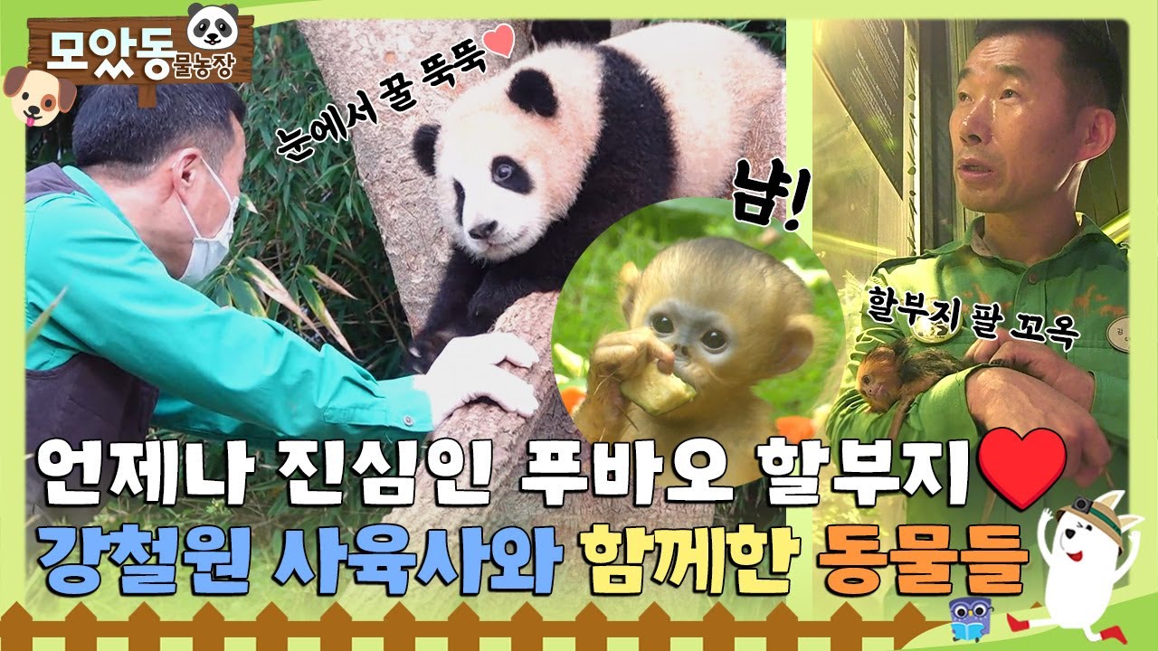 [#모았동물농장] 푸바오 할아버지 강바오!!🐼 강철원 사육사와 함께한 동물 모음♥️ #TV동물농장 #AnimalFarm #SBSstory