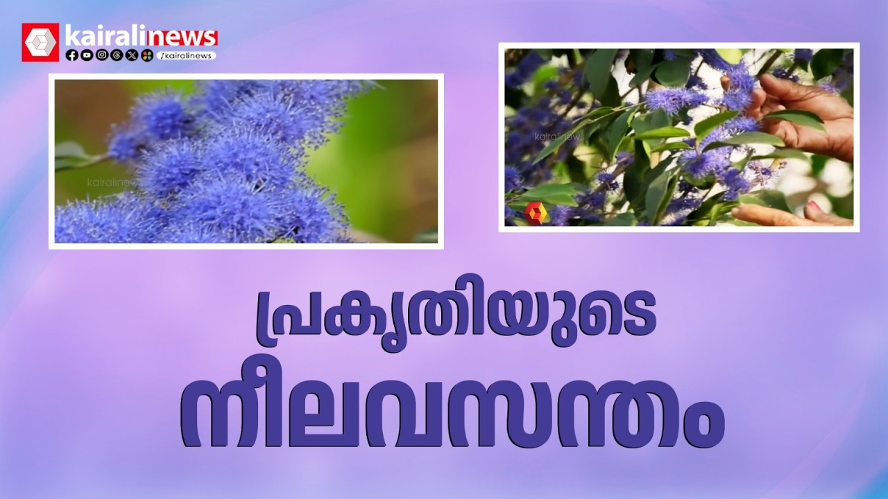 പൂത്തുലഞ്ഞ് കായാമ്പു!പ്രകൃതിയുടെ അപൂർവ സമ്മാനം;പാട്ടുകളിലൂടെ മാത്രം പരിചിതമായ ഔഷധച്ചെടി ഇവിടെയുണ്ട്