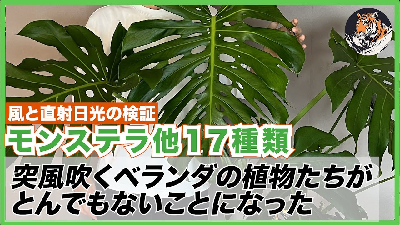【モンステラ他17種】驚きの結果!!!高層マンションの突風ベランダ3ヶ月で植物がどう変化したのか？徹底検証(たぶん)しました！