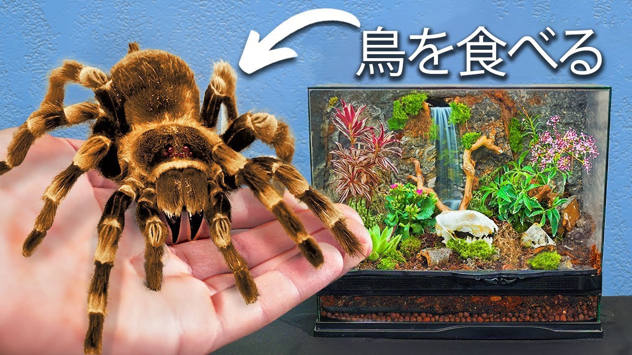 世界最大のペットのクモを手に入れた（本当です）