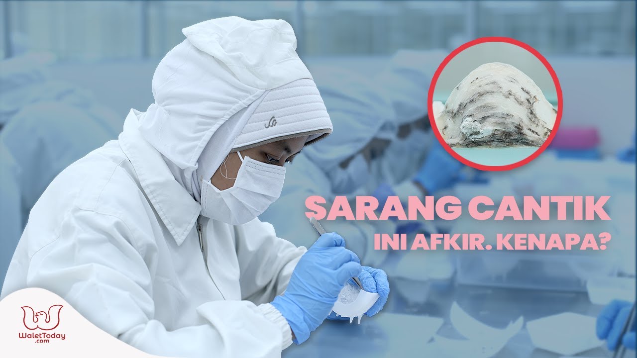 Macam Macam Sarang Afkir Pada Burung Walet