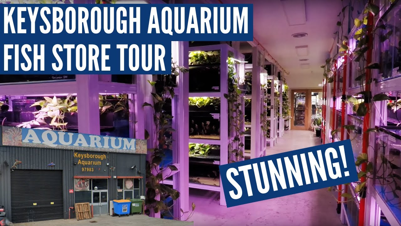 *Rare Fish* Fish Store Tour - New Life Aquarium Keysborough