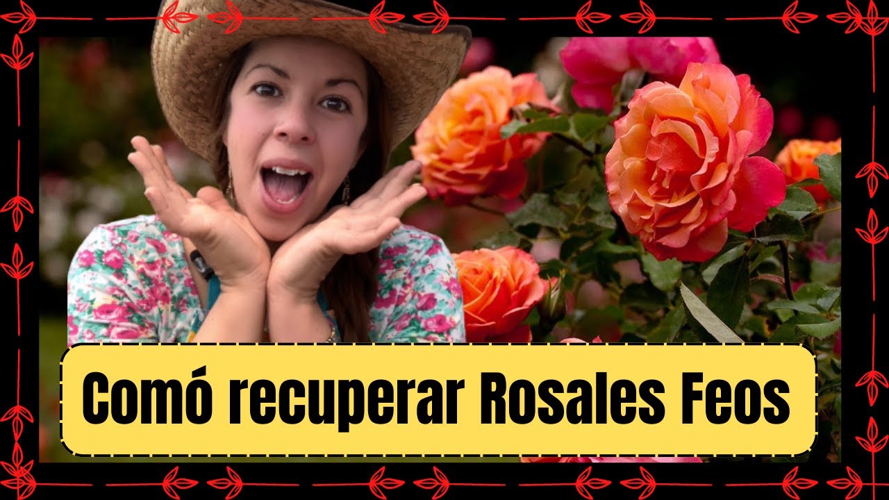 Cómo recuperar Rosales feos, sin forma sin floración, 😱