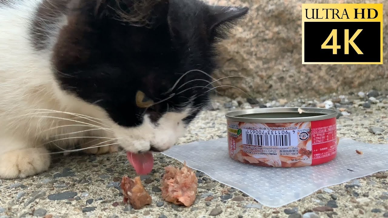 空腹の野良猫に猫缶を与えてみた/ I gave a cat can to a hungry stray cat