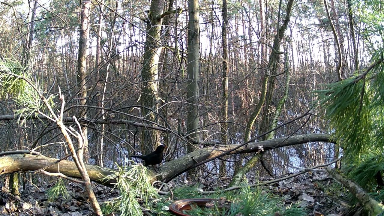 What Birds Do When No One’s Watching 🐦 Forest Trail Cam