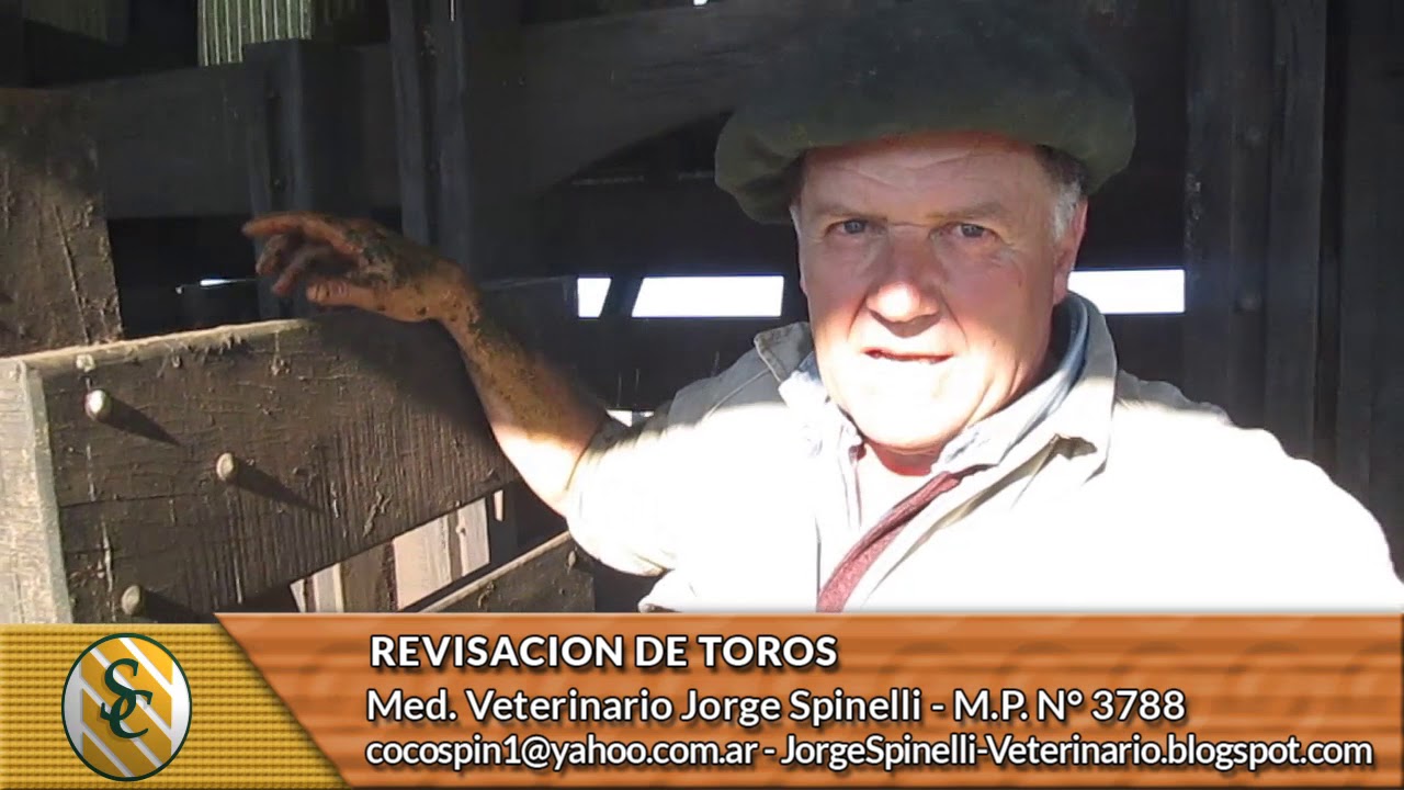 Dr. Jorge Spinelli - Revisación de Toros