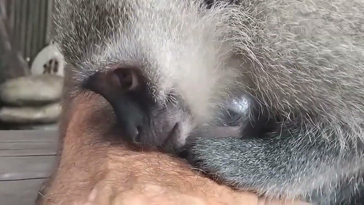 ASMR Monkey Lollipop Calming Soothing Grooming Massage For Dad Primal Stimulation #asmr #monkey