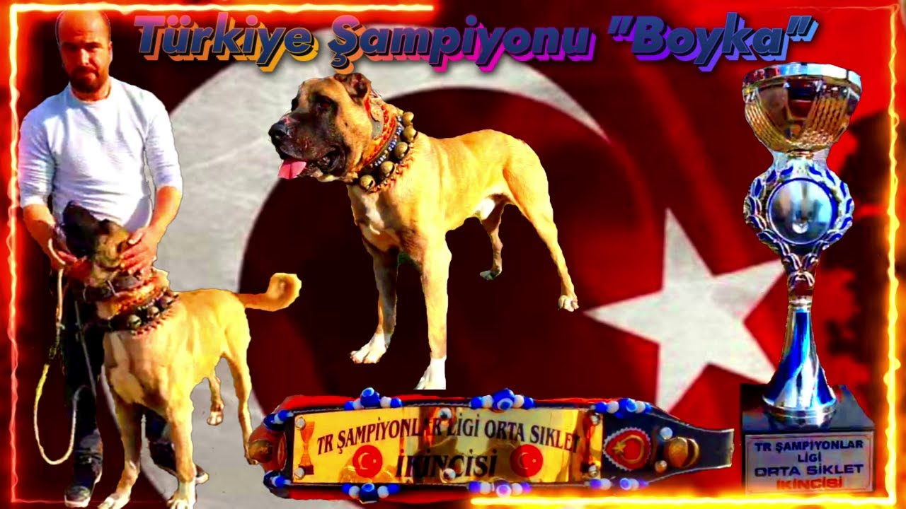 TÜRKİYE STARI BOYKA VE YAVRULARI,  ÇİFTLİKTE 50 KG SÜT VEREN DEV İNEKLER
