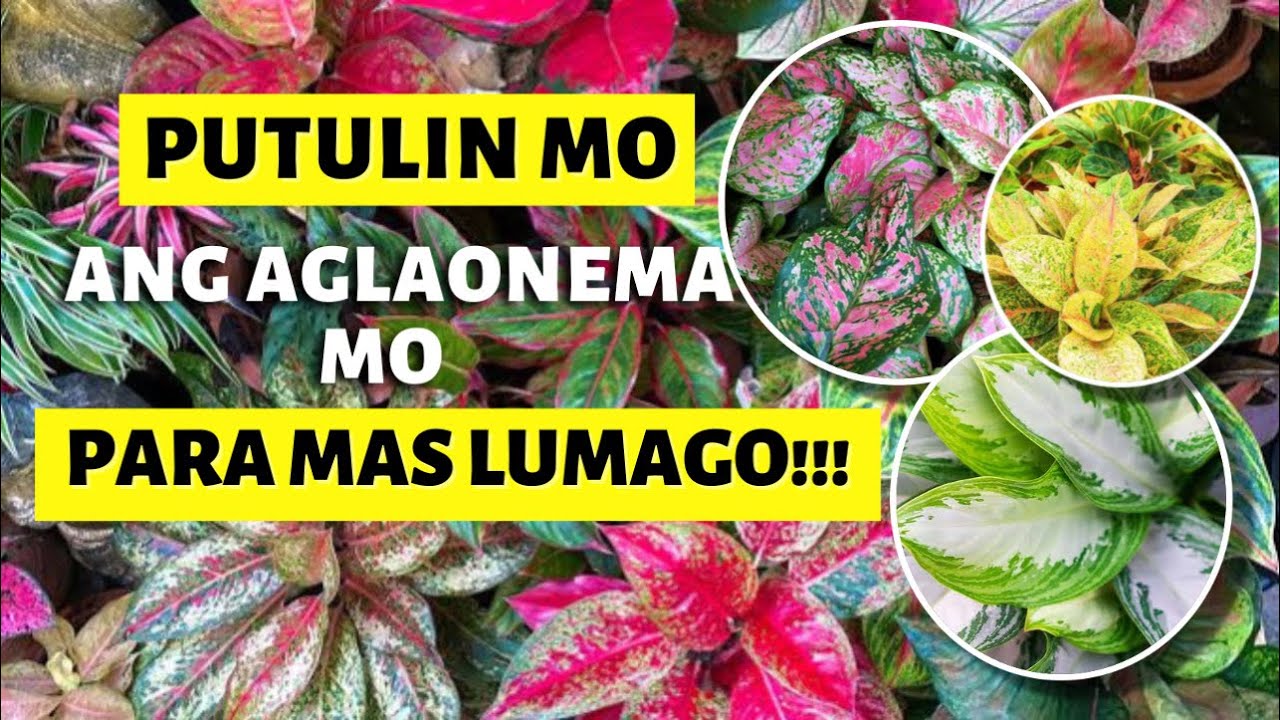LEGGY AGLAONEMA? DO THIS!