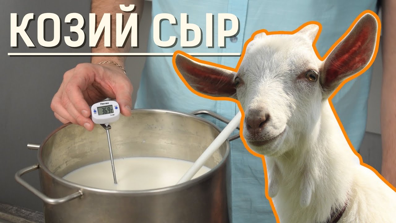 Варим козий сыр в домашних условиях: сыроварня Fansel