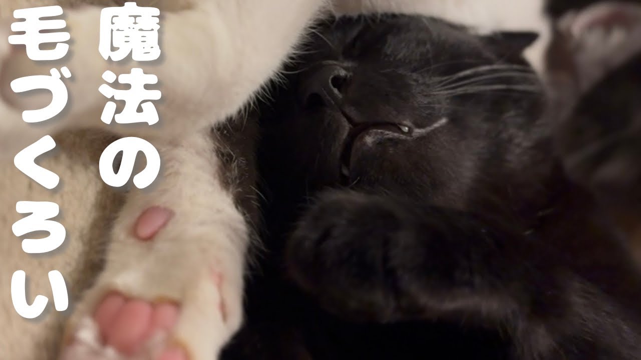 【癒し】三男猫の寝かしつけがプロだった次男。