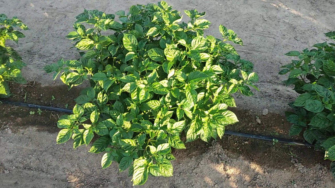 Pimenta de Cheiro # Podar ou não podar