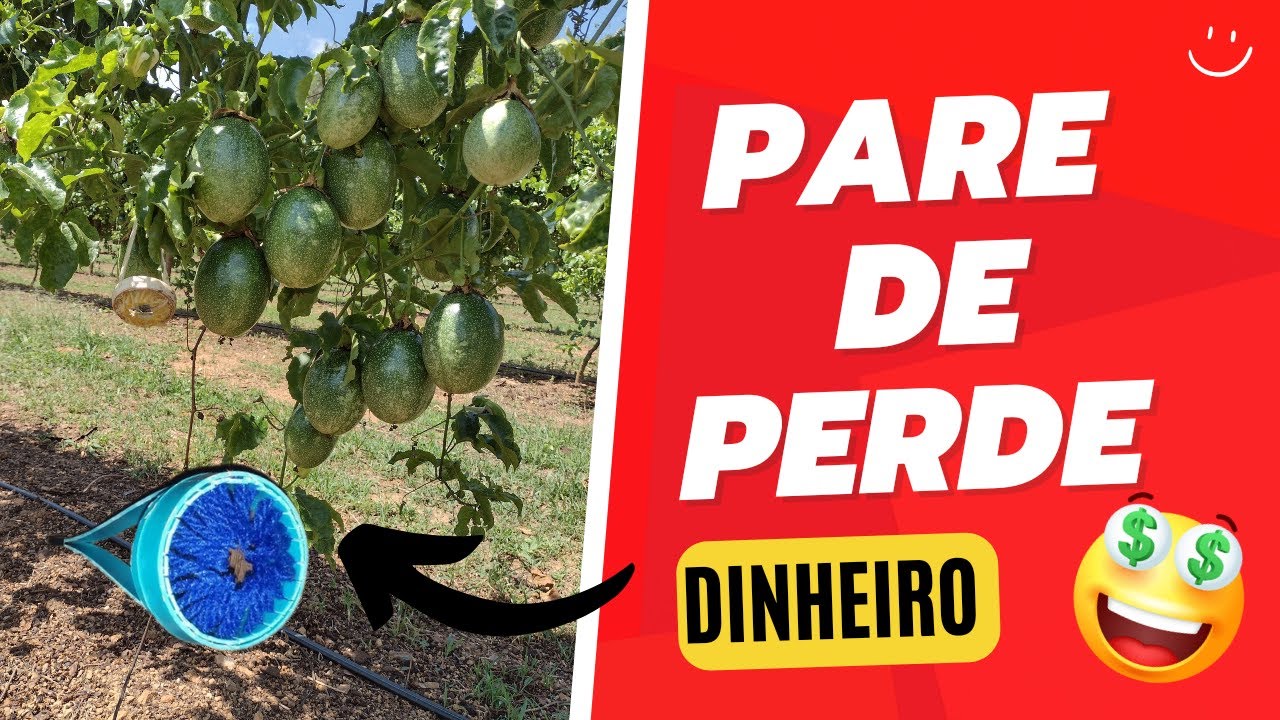 Faça polinização Manual no Maracujá e tenha altas produtividades