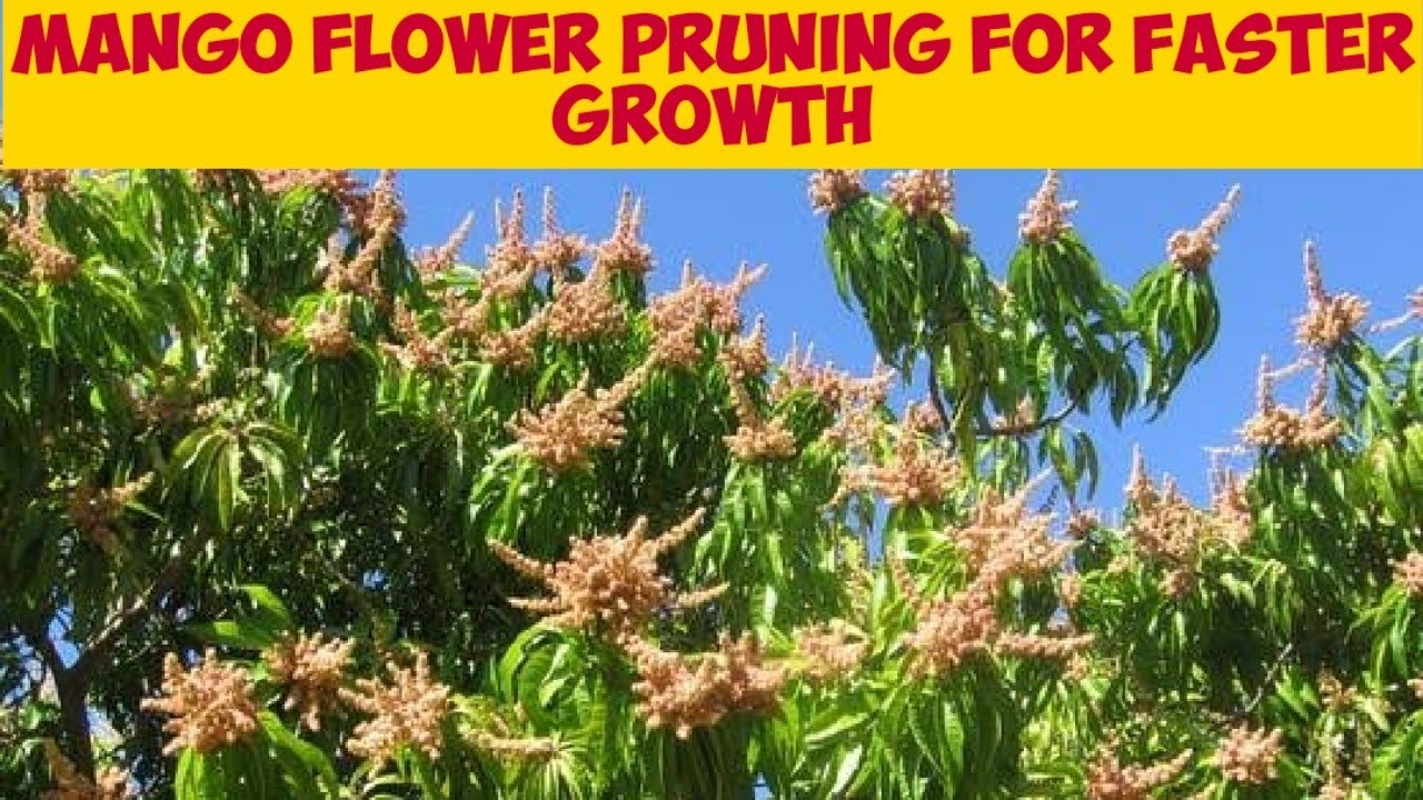 Pruning Mango Tree Flowers For Faster Growth | तेजी से विकास के लिए आम के पेड़ के फूलों की छंटाई
