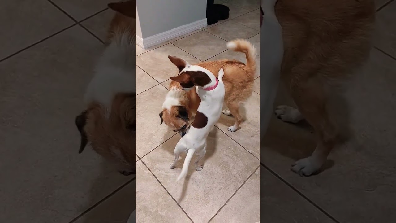 🐕rat terrier playing with his new friend-asmr-#oddlysatisfying