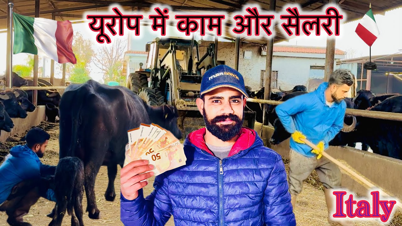 यूरोप🇪🇺में काम और सैलरी 💶🌍 #italy #farming #dairyfarm #montivlog #dairyproducts #cow #farm 