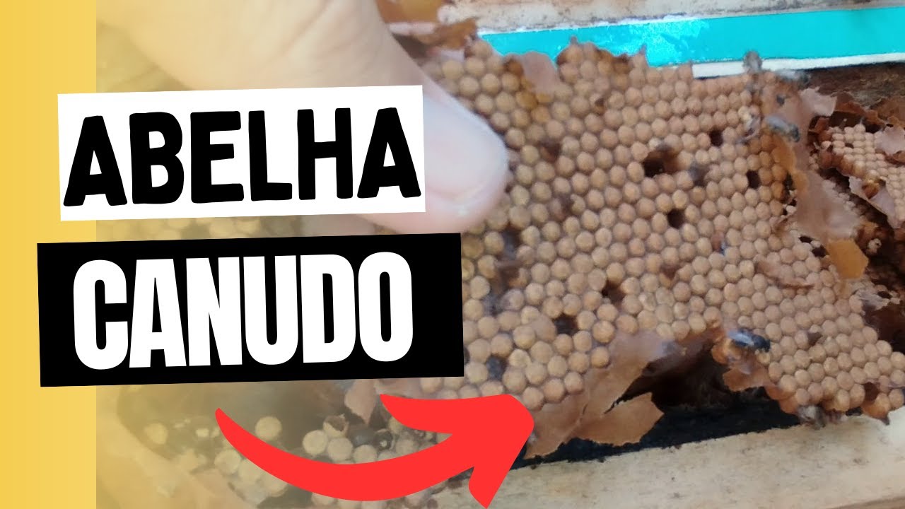 É ASSIM QUE SE FAZ COM ABELHA CANUDO