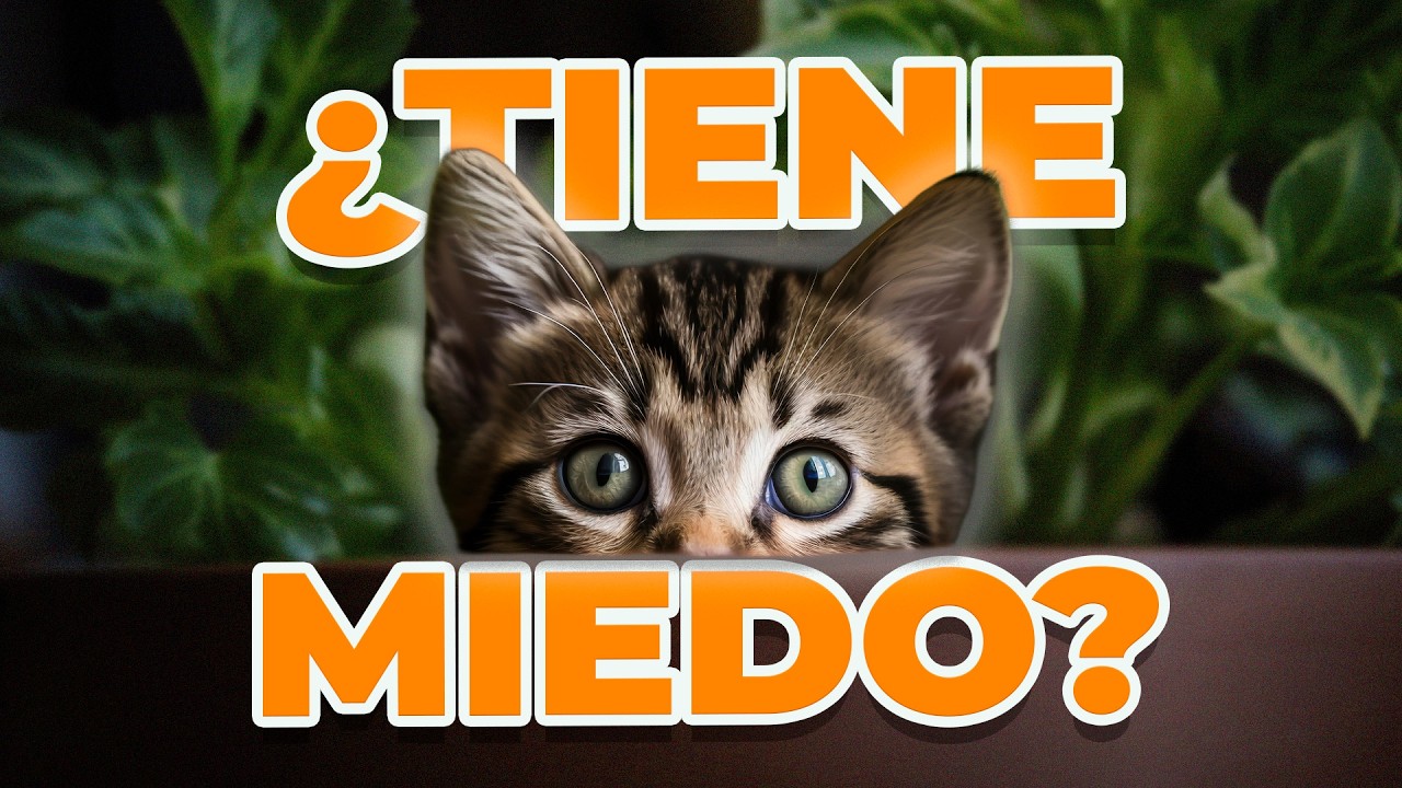 ¿Por Qué tu Gato Se Esconde Cuando Hay Visitas?