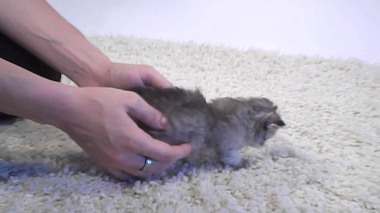Katzentipps - Thema: Katzenmilch, Kittenmilch, Royal Canin Babycat Milk mit Icie