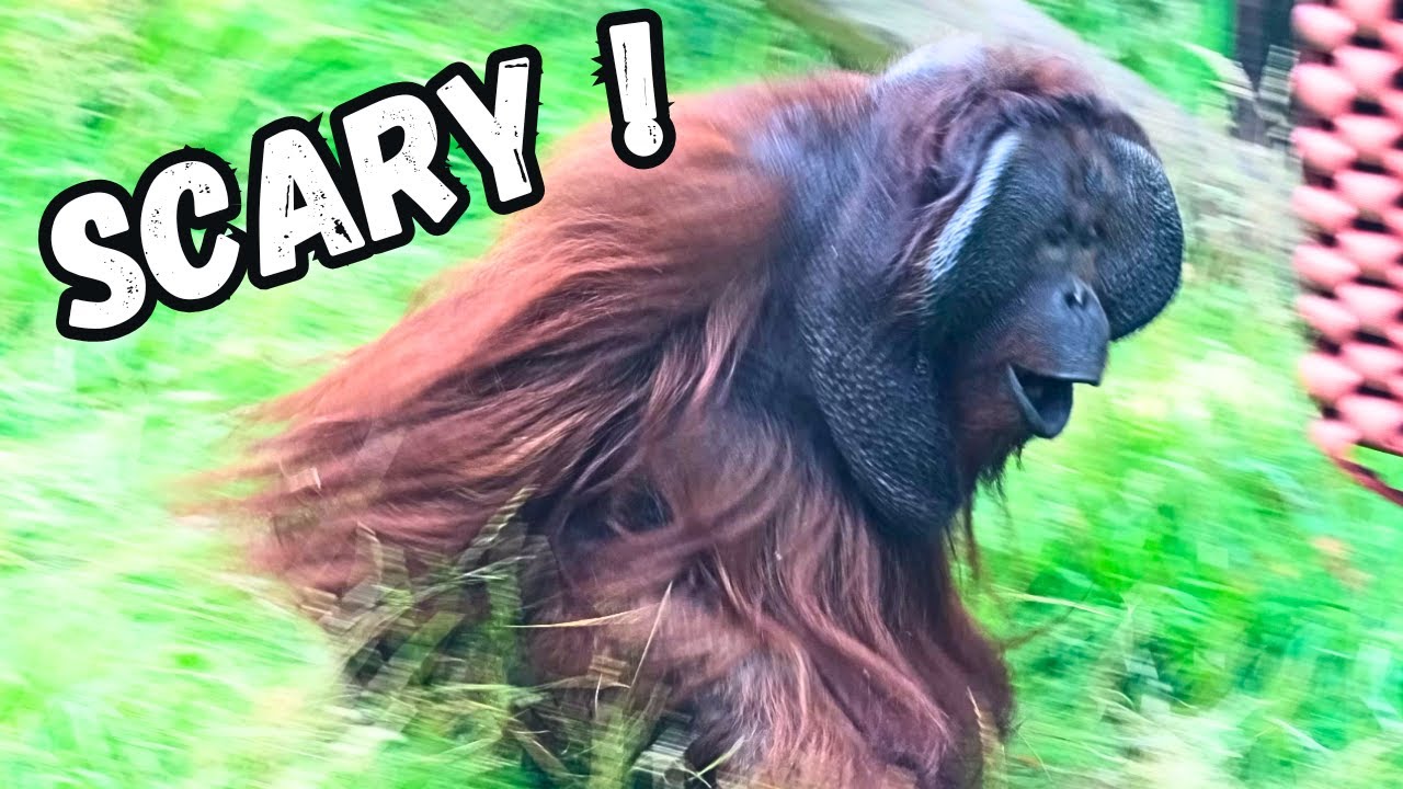 Male Orangutan Goes On A Rampage, Chasing Females Away!