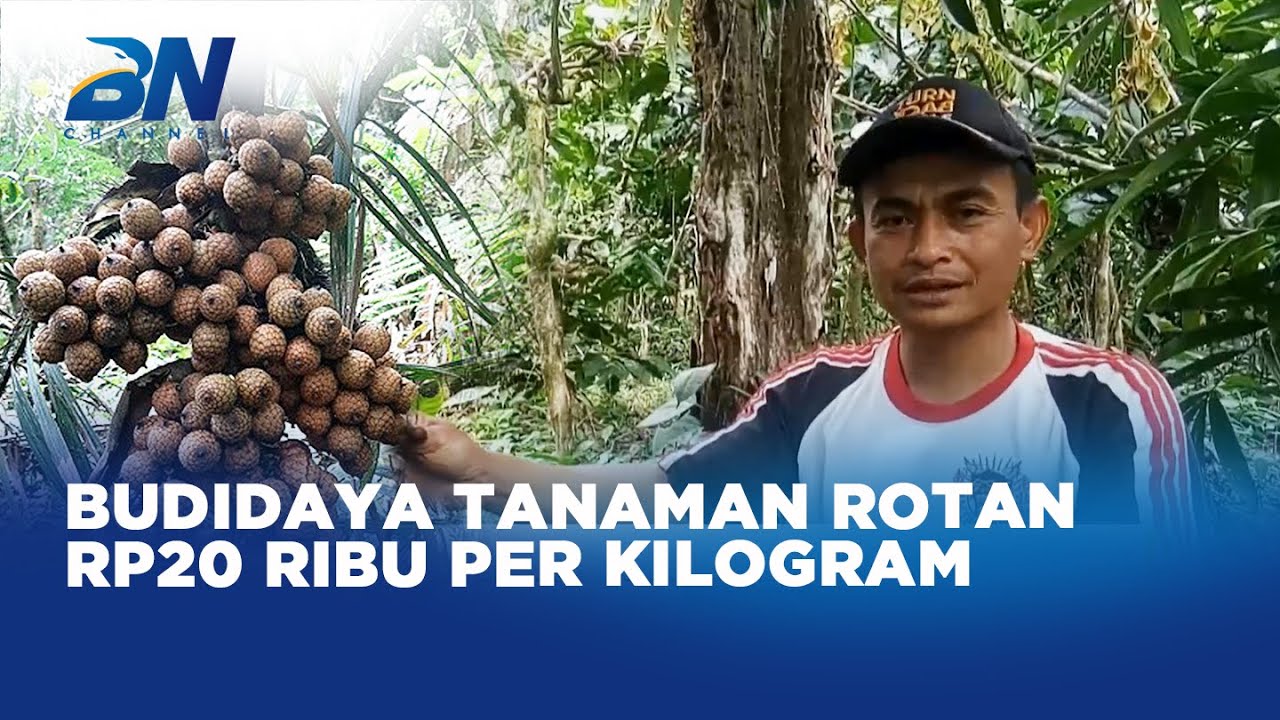 Nilai Ekonomis Tinggi, Budidaya Tanaman Rotan Dilirik Masyarakat