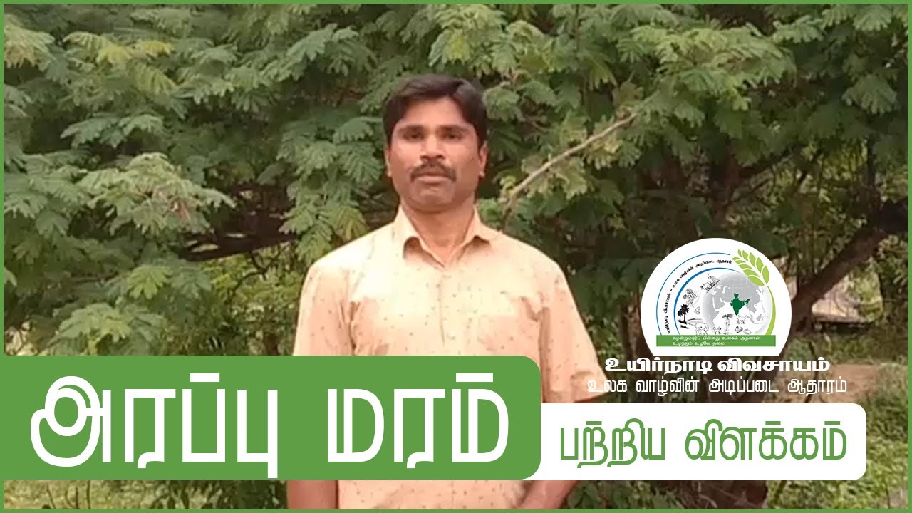 அரப்பு மரம் பற்றிய விளக்கம் ||  Arappu (Tree) Maram
