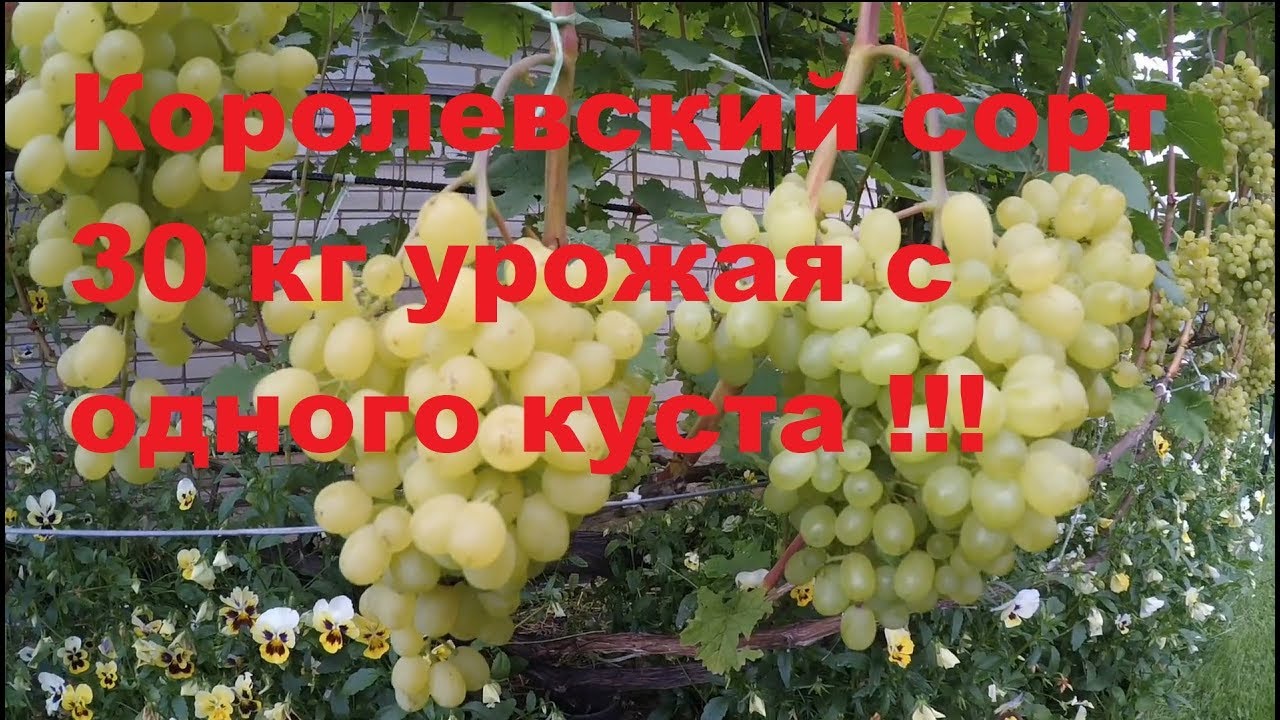Секреты сверхурожайности куста. Сорт АЛЕШЕНЬКИН. Виноградник Вадима Точилина
