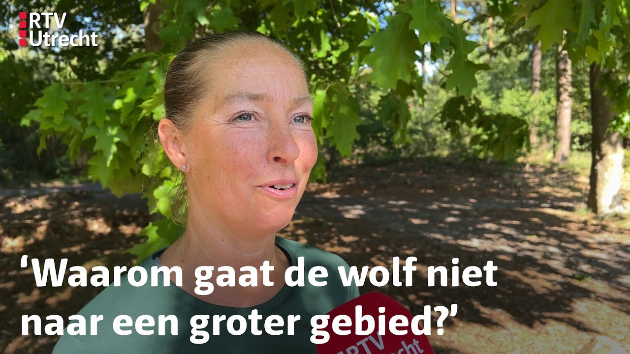 Vrouw twee keer gebeten door mogelijke wolf, rentmeester is duidelijk: 'Doodschieten' | RTV Utrecht