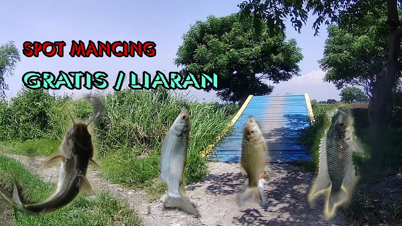 RUTE SPOT MANCING GRATIS KALI PEPE SIDOARJO 🎣 BANYAK JENIS IKAN KUMPUL DISINI