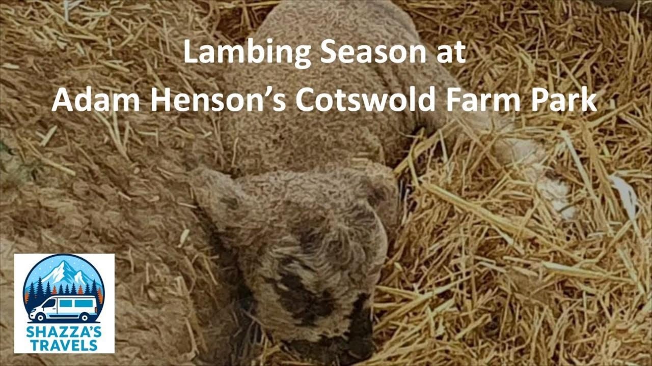 Lambing Season at Adam Henson's Cotswold Farm Park