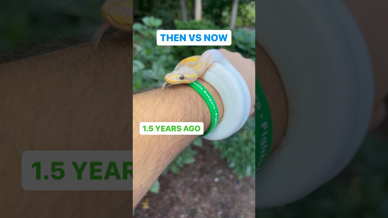 THEN VS NOW BANANA PIED BALL PYTHON😍