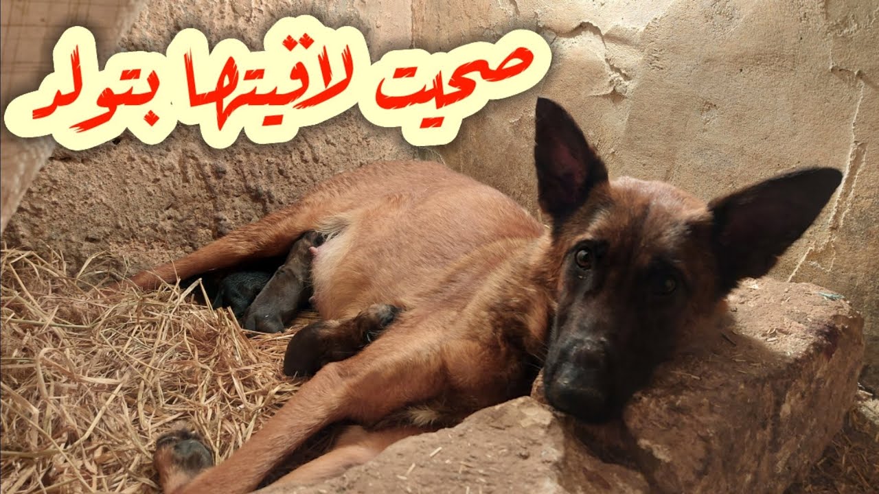 سحبت الجرو من #شفره وهى بتولد / ساعدتها لأنها اول مره _ شفره ولدت