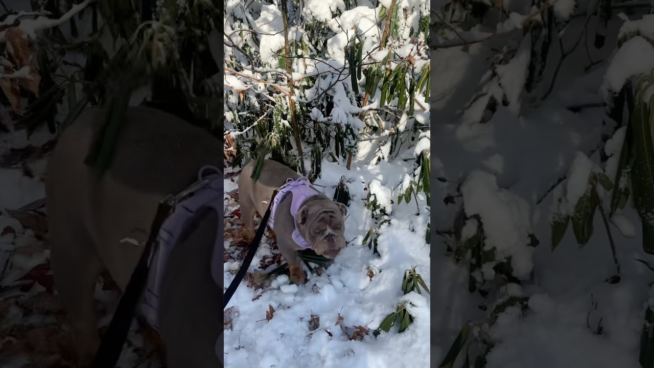 Tess loves snow: Snow series pt3 
