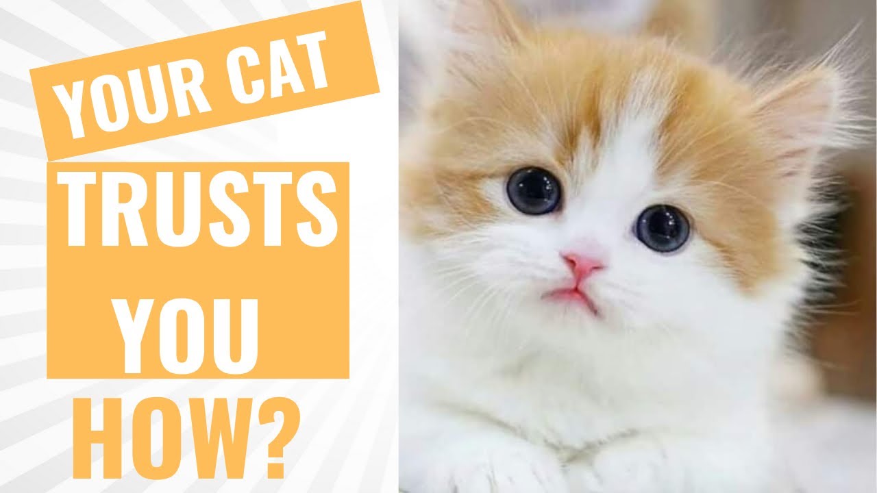 How Do Cats Show They Trust You