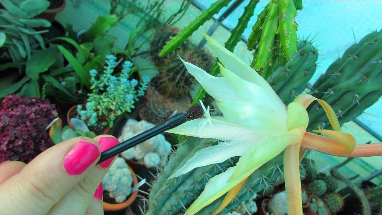 Pollinating my Zig Zag Cactus - Epiphyllum anguliger to get Seeds - Experiment