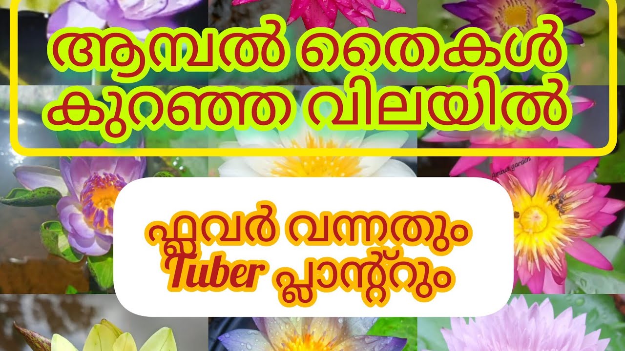 Tropical variety waterlilly Available for sale#sale video #9447113941 #