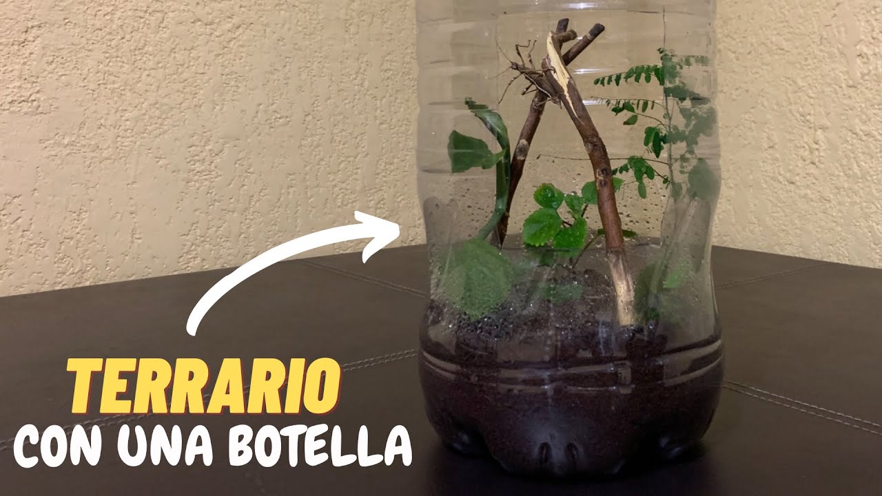 TERRARIO para mi INSECTO PALO *con una botella*