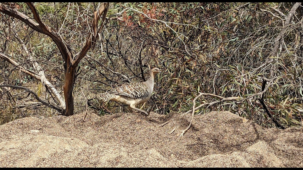 Malleefowl on his mound