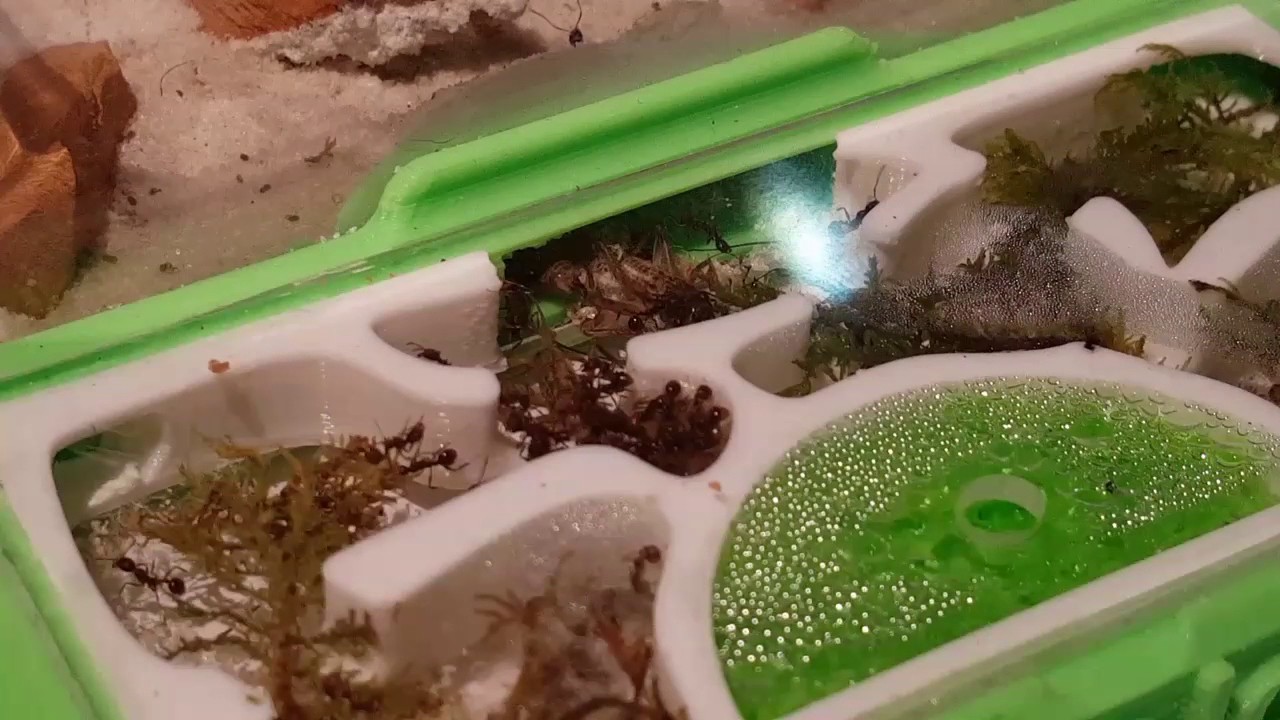 A Quick look at the 117 Flat Callow Nest Kit with Aphaenogaster picea eating.