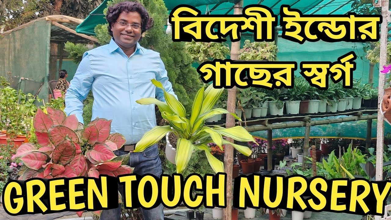 বিদেশী Indoor plants 🪴 এ সেজে উঠেছে Green Touch Nursery: এক্সক্লুসিভ কালেকশন দেখুন 🌿