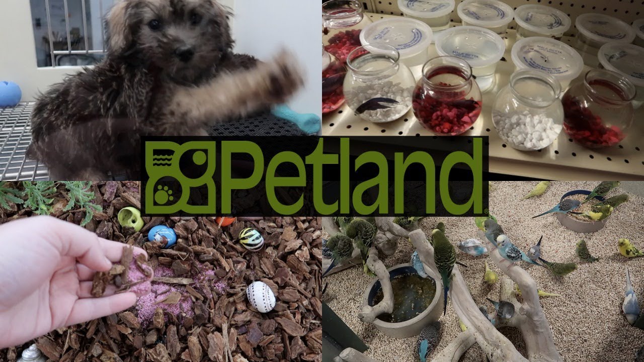 HOW DOES PETLAND CARE FOR THEIR ANIMALS?