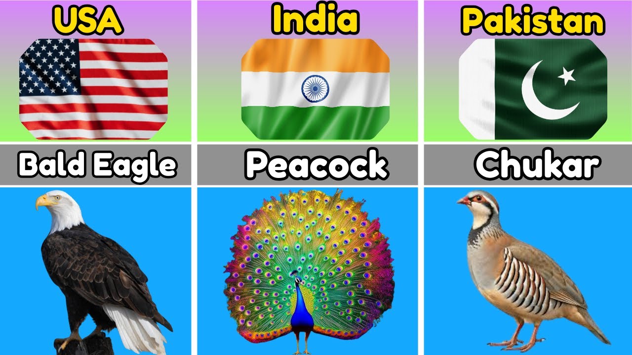 National Birds of Different Countries || Top National Birds Around the World