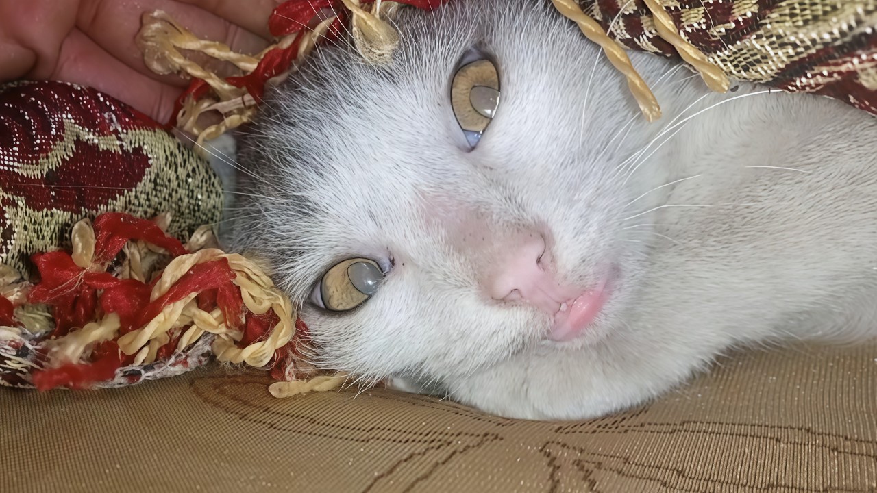 Angry Kitten Loud Meowing & Deep Purring on Bed (Real Sounds)