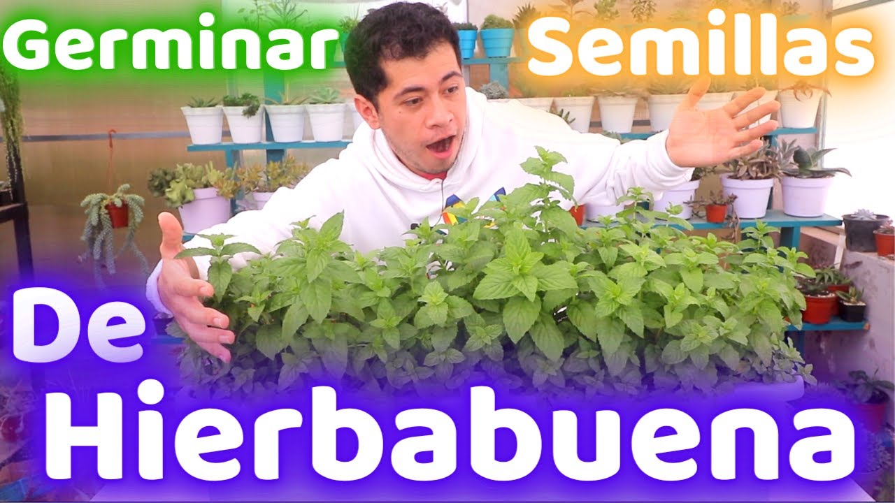REPRODUCCION MASIVA HIERBABUENA POR SEMILLAS || COMO GERMINAR